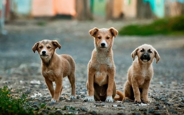adn-canino-myadnlab-cachorros
